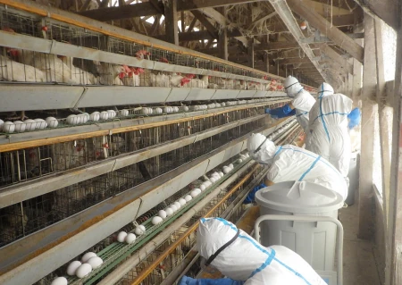 日本各地陆续出现禽流感疫情 兵库县一日扑杀4.4万只鸡